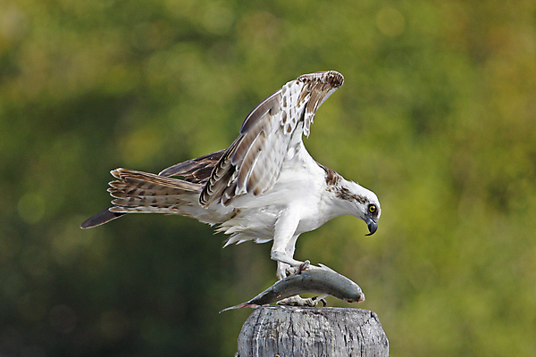 포토 JPG 해외이미지 동물 조류 어류 앉기 사람없음 물 먹이 봉 철탑 해외202004 해외포토 자연요소 모션 탑 수중동물 파일형식 이미지허브