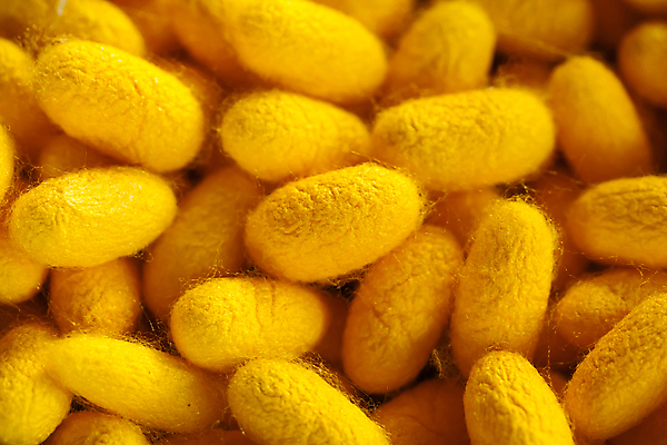 포토 JPG 해외이미지 동물 산업 나비 곤충 백그라운드 패턴 자연 벽지 종류 사람없음 노란색 중국 흰색 직물 황금 실 벌레 실크 소중 순수 묘사 유기농 질감 날것 부드러움 섬유 나방 내추럴 꼬투리 방법 많음 해외202004 해외포토 웰빙 아시아 컬러 컨셉 무늬 감각 생태계 파일형식 이미지허브