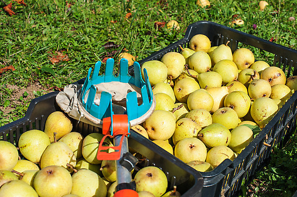 포토 JPG 해외이미지 나무 식물 잡화 음식 낙엽 농업 다이어트 채소 과일 재료 건강 사람없음 초록색 농작물 노란색 정원 수확 성장 가을 신선 시장 나무상자 유기농 날것 내추럴 바이오 밭일 숙성 식용 채식주의자 해외202004 해외포토 웰빙 계절 산업 컬러 잎 상자 채식 파일형식 이미지허브
