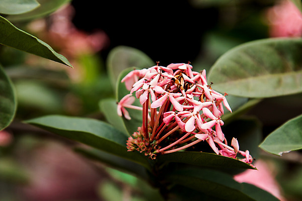 포토 JPG 해외이미지 식물 공원 꽃잎 꽃 아시아 줄기 분홍색 꽃다발 백그라운드 잎 꽃무늬 패턴 태국 자연 사람없음 야외 장식 빨간색 초록색 울타리 컬러풀 정원 봄 성장 벚꽃 흰색 신선 개화 그룹 우아함 닫기 묘사 스파이크 내추럴 해외202004 해외포토 계절 공공시설 나라 컬러 컨셉 무늬 모션 담장 생태계 파일형식 이미지허브