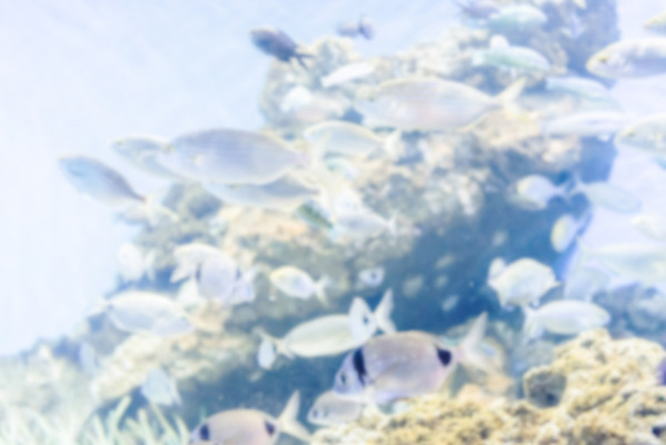 포토 JPG 해외이미지 동물 야생동물 바다 백그라운드 자연 이집트 어류 풍경 사람없음 빨간색 물 파란색 컬러풀 세계 정원 바닷속 수중 산호 소프트포커스 아래 다이빙 하와이 보케 탱크 암초 수족관 몰디브 깊이 식민지 이국적 해외202004 해외포토 자연요소 아시아 컬러 아프리카 촬영기법 수영 미국 수중동물 자포동물 방향 생태계 위치 수중스포츠 파일형식 이미지허브