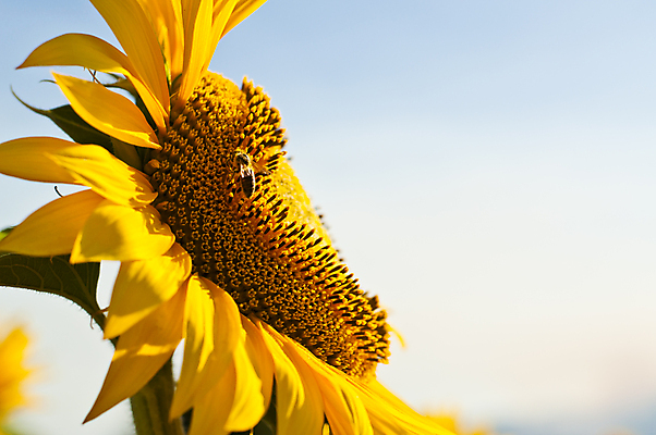 포토 JPG 해외이미지 꽃 백그라운드 잎 밭 농업 오렌지 자연 하늘 해바라기 풍경 사람없음 야외 가로 초록색 여름 빛 농작물 햇빛 태양 농장 노란색 환경 봄 성장 농촌 신선 그린에너지 땅 벌 광 카피스페이스 세련 해외202004 해외포토 자연요소 식물 계절 산업 컬러 곤충 과일 공백 에너지 시골 생태계 파일형식 이미지허브