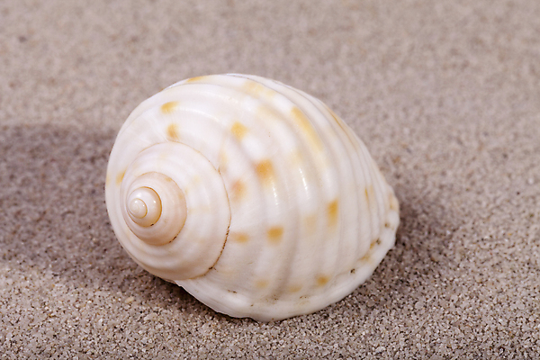 포토 JPG 해외이미지 모양 동물 야생동물 모래 바다 아프리카 자연 조개 골격 이집트 사람없음 바닷속 수중 호주 오브젝트 인도네시아 기념품 수족관 홍해 몰디브 카리브해 소금물 해외202004 해외포토 나라 아시아 어패류 오세아니아 생태계 파일형식 이미지허브