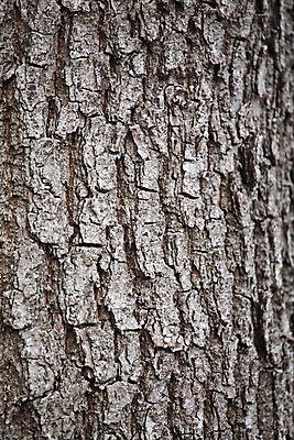 포토 JPG 해외이미지 나무 식물 디자인 선 벽 백그라운드 패턴 자연 표면 추상 건조 사람없음 야외 목재 초록색 갈색 환경 껍질 소나무 거친 보호 널 숲 피부 묘사 부식 질감 목공예 나무껍질 잡동사니 내추럴 외양간 그런지 수목 옛날 디테일 해외202004 해외포토 컬러 컨셉 무늬 재료 신체부위 공예 생태계 파일형식 이미지허브