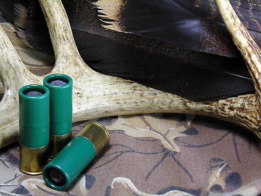 포토 JPG 해외이미지 야생동물 사슴 뿔 사람없음 야외 껍질 가을 바퀴자국 깃털 사냥 칠면조 엽총 해외202004 해외포토 동물 계절 포유류 자국 조류 총 파일형식 이미지허브