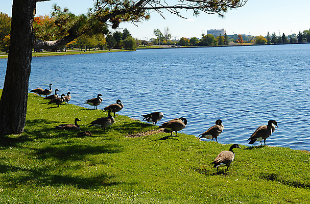 포토 JPG 해외이미지 동물 공원 호수 야생동물 캐나다 날개 자연 조류 서기 풍경 해변 사람없음 야외 초록색 물 여름 파란색 강 컬러풀 갈색 수영 가을 연못 깃털 거위 물새 잔물결 해외202004 해외포토 자연요소 계절 공공시설 물결 바다 컬러 북아메리카 모션 수상스포츠 생태계 파일형식 이미지허브