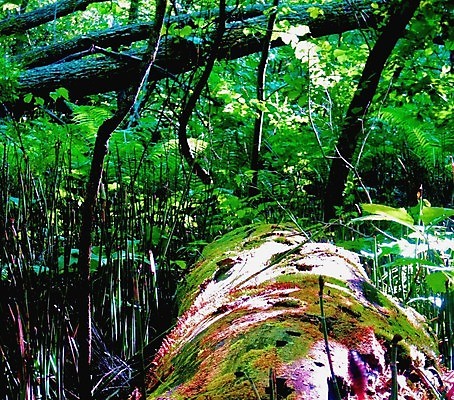 포토 JPG 해외이미지 식물 지구 백그라운드 자국 자연 이끼 잔디 사람없음 야외 초록색 빛 환경 나뭇가지 신선 잡초 보호 습지 숲 이슬 통나무 내추럴 해외202004 해외포토 나무 컬러 컨셉 생태계 파일형식 이미지허브