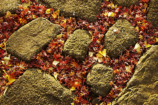 포토 JPG 해외이미지 나무 식물 계절 공원 백그라운드 단풍 잎 오렌지 자연 건조 사람없음 야외 빨간색 빛 환경 일본 가을 9월 묘사 질감 10월 해외202004 해외포토 공공시설 아시아 컬러 과일 날짜 생태계 파일형식 이미지허브