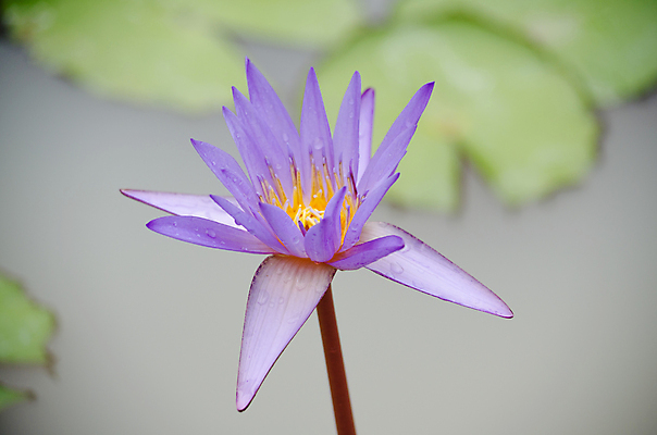 포토 JPG 해외이미지 식물 꽃잎 꽃 분홍색 잎 꽃무늬 자연 사람없음 초록색 컬러풀 봄 벚꽃 내추럴 해외202004 해외포토 계절 컬러 무늬 생태계 파일형식 이미지허브