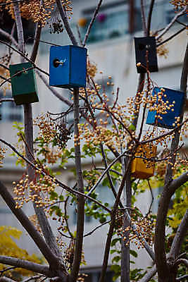 포토 JPG 해외이미지 나무 디자인 공원 야생동물 분홍색 백그라운드 오렌지 자연 조류 지붕 주택 사람없음 야외 목재 장식 가로 초록색 여름 파란색 상자 컬러풀 노란색 정원 봄 활발 골동품 가을 흰색 나뭇가지 시골 구멍 둥지 질감 새장 서식지 핸드메이드 많음 해외202004 해외포토 식물 동물 계절 공공시설 컬러 컨셉 과일 재료 건물 생태계 케이지 파일형식 이미지허브