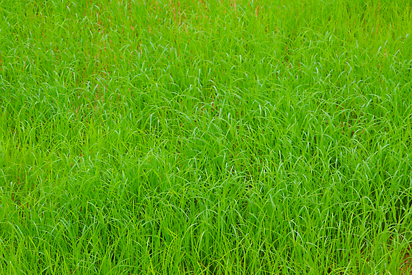 포토 JPG 해외이미지 식물 계절 아시아 음식 줄기 백그라운드 잎 농업 태국 자연 밥 건조 건강 씨앗 사람 동양인 풍경 사람없음 초록색 물 농작물 농장 농경지 중국 수확 성장 가을 시골 신선 닫기 낟알 시리얼 묘사 유기농 날것 베트남 장면 내추럴 논밭 밭일 숙성 해외202004 해외포토 자연요소 웰빙 나라 산업 컬러 밭 모션 논 인종 동남아시아 생태계 파일형식 이미지허브