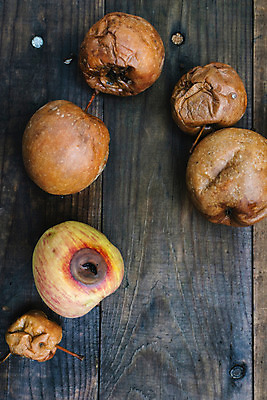 포토 JPG 해외이미지 음식 백그라운드 농업 과일 건강 사람없음 빨간색 농장 갈색 정원 손상 가을 흰색 죽음 최고 사과 폐기물 유기농 낭비 내추럴 나쁜 숙성 썩음 옛날 못생김 해외202004 해외포토 웰빙 계절 산업 컬러 컨셉 쓰레기 파일형식 이미지허브