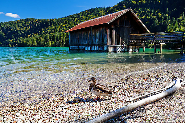 포토 JPG 해외이미지 동물 1 문화 호수 자연 조류 하늘 표면 낚시 산 오리 독일 풍경 사람없음 야외 건물 목재 초록색 물 파란색 빛 햇빛 맑음 바위 시골 투명 숲 오두막 알프스 라벤더 바이에른 바이에른사람 해외202004 해외포토 자연요소 나무 건축물 꽃 유럽 컬러 재료 레저 날씨 태양 돌_바위 허브 생태계 파일형식 이미지허브