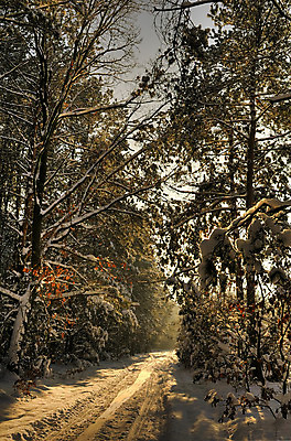 포토 JPG 해외이미지 나무 계절 공원 도로 길 여행 크리스마스 겨울 오렌지 자연 하늘 날씨 풍경 사람없음 야외 빨간색 물 파란색 빛 강 컬러풀 햇빛 태양 일출 냉동 얼음 일몰 새벽 추위 흰색 나뭇가지 시골 황무지 저녁 숲 12월 서리 장면 북쪽 1월 내추럴 방법 눈내림 해외202004 해외포토 자연요소 식물 공공시설 기념일 컬러 과일 교통시설 눈_날씨 노을 날짜 야간 방향 생태계 파일형식 이미지허브