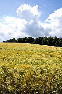 포토 JPG 해외이미지 식물 구름 음식 빵 패턴 밭 농업 자연 하늘 건조 옥수수 씨앗 사람없음 세로 초록색 파란색 농작물 컬러풀 햇빛 노란색 수확 성장 시골 닫기 숲 먹이 낟알 시리얼 밀 묘사 질감 밭일 숙성 해외202004 해외포토 자연요소 산업 컬러 무늬 모션 곡류 태양 생태계 파일형식 이미지허브
