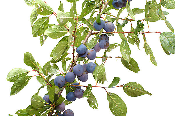 포토 JPG 해외이미지 식물 열매 음식 백그라운드 잎 과일 재료 건강 사람없음 농작물 정원 식사 수확 흰색 나뭇가지 신선 그룹 달콤 상품 다발 유기농 날것 자두 내추럴 고립 생식 숙성 해외202004 해외포토 나무 웰빙 컬러 농업 맛 파일형식 이미지허브