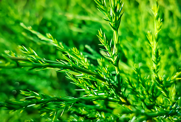 포토 JPG 해외이미지 나무 식물 계절 공원 백그라운드 잎 자연 벽지 사람없음 목재 장식 초록색 여름 환경 정원 봄 나뭇가지 신선 소나무 약초 숲 관목 질감 상록수 침엽수 내추럴 생태학 향나무 해외202004 해외포토 공공시설 교육 컬러 재료 풀_식물 생태계 파일형식 이미지허브