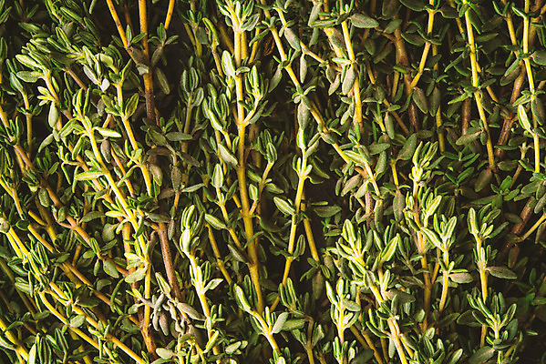 포토 JPG 해외이미지 식물 음식 백그라운드 잎 자연 요리 사람없음 가로 초록색 나뭇가지 신선 양념 조미료 시장 허브 유기농 아로마 향료 향 로즈메리 백리향 프로방스 세련 해외202004 해외포토 나무 웰빙 컬러 생태계 향기 냄새 향미료 파일형식 이미지허브