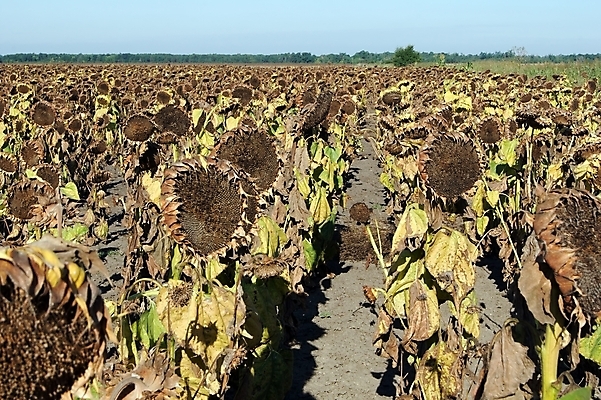 포토 JPG 해외이미지 식물 꽃잎 꽃 문화 꽃무늬 밭 농업 해바라기 사람없음 초록색 빛 컬러풀 햇빛 태양 노란색 시골 신선 싱글 원예 내추럴 해외202004 해외포토 자연요소 산업 컬러 무늬 취미 파일형식 이미지허브