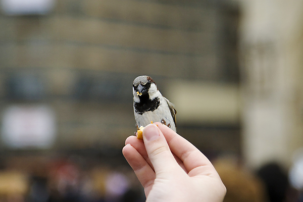 포토 JPG 해외이미지 손 야생동물 날개 자연 조류 사람없음 회색 먹기 배고픔 깃털 부리 참새 수유 해외202004 해외포토 동물 컬러 모션 신체부위 생태계 파일형식 이미지허브
