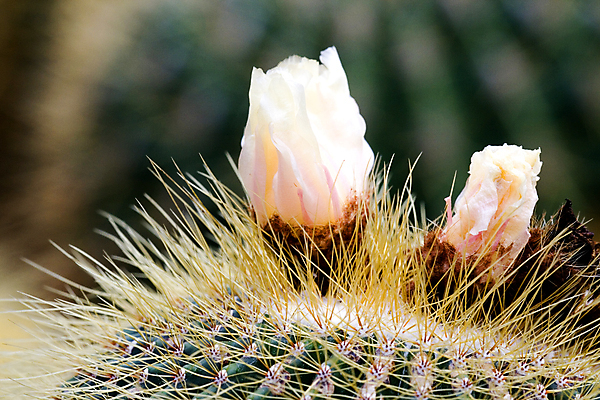 포토 JPG 해외이미지 식물 계절 꽃잎 꽃 백그라운드 꽃무늬 패턴 자연 추상 선인장 건조 풍경 사람없음 야외 초록색 환경 정원 사막 벚꽃 못 개화 가시 원예 조경 날카로움 스파이크 내추럴 영원 해외202004 해외포토 컬러 무늬 취미 공구 생태계 파일형식 이미지허브