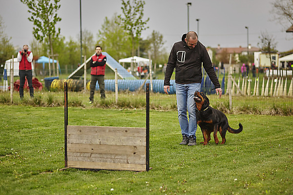 포토 JPG 해외이미지 동물 포즈 밭 장난 포유류 모션 자연 놀이 이벤트 사람없음 야외 반려동물 달리기 운동 점프 검은색 경쟁 기쁨 게임 황금 양치기 개 리트리버 허들 순수 속도 귀 송곳니 기르기 신앙심 유래 해외202004 해외포토 직업 감정 컬러 컨셉 농업 건강 신체부위 치아 장애물 생태계 돌봄 파일형식 이미지허브