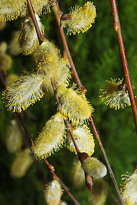 포토 JPG 해외이미지 나무 식물 계절 꽃 꽃무늬 자연 사람없음 장식 새싹 고양이 봄 성장 벚꽃 흰색 나뭇가지 신선 버드나무 솜털 내추럴 해외202004 해외포토 컬러 무늬 포유류 반려동물 생태계 파일형식 이미지허브