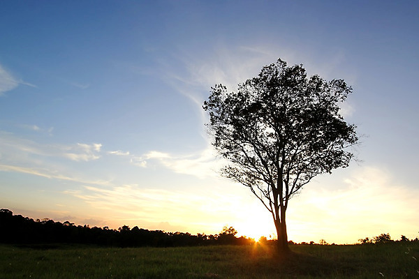 포토 JPG 해외이미지 나무 실루엣 백그라운드 밭 자연 하늘 아침 추상 그림자 풍경 사람없음 야외 목재 여름 태양 평화 일출 환경 황혼 일몰 새벽 시골 저녁 해외202004 해외포토 주간 자연요소 식물 계절 컨셉 무늬 농업 재료 촬영기법 노을 야간 생태계 파일형식 이미지허브