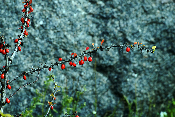 포토 JPG 해외이미지 열매 잎 과일 사람없음 목재 빨간색 농작물 수확 가을 체리 숲 잼 해외202004 해외포토 나무 식물 계절 컬러 농업 재료 소스_음식 파일형식 이미지허브