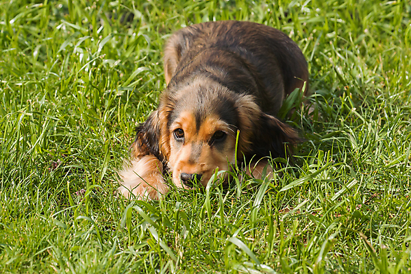 포토 JPG 해외이미지 동물 영어 포유류 사람없음 반려동물 스패니얼 개 강아지 쇼 송곳니 동반자 지능 해외202004 해외포토 문자 치아 파일형식 이미지허브