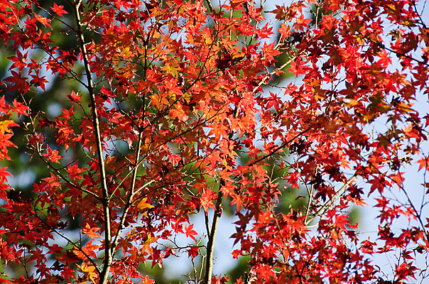 포토 JPG 해외이미지 나무 식물 줄기 백그라운드 단풍 잎 패턴 자연 하늘 휴식 사람없음 야외 목재 빨간색 파란색 빛 햇빛 태양 노란색 환경 일본 활발 성장 가을 신선 황무지 황금 숲 질감 서식지 내추럴 생태학 해외202004 해외포토 자연요소 계절 교육 아시아 컬러 컨셉 무늬 재료 생태계 파일형식 이미지허브