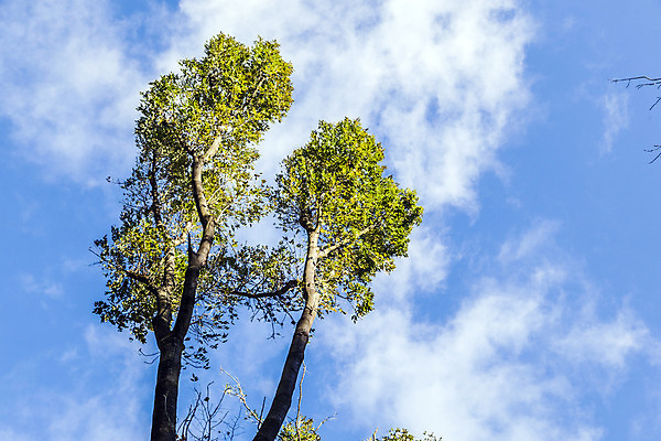 포토 JPG 해외이미지 나무 식물 구름 계절 공원 줄기 백그라운드 잎 자연 하늘 아침 왕관 독일 풍경 사람없음 야외 목재 초록색 여름 파란색 컬러풀 햇빛 갈색 환경 맑음 흙 봄 나뭇가지 소나무 정상 숲 속도 나무껍질 침엽수 내추럴 삼림지대 해외202004 해외포토 주간 자연요소 공공시설 유럽 컬러 재료 날씨 태양 껍질 생태계 파일형식 이미지허브