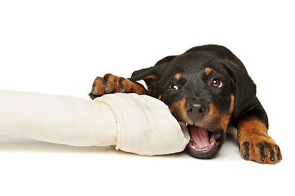 포토 JPG 해외이미지 동물 1 새끼 백그라운드 포유류 뼈 실내 사람없음 반려동물 갈색 검은색 흰색 개 강아지 작음 먹기 흰배경 송곳니 유래 순종 해외202004 해외포토 컬러 모션 내부 치아 크기 왕 파일형식 이미지허브