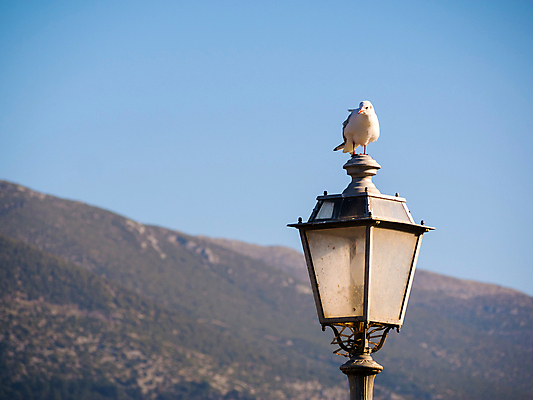 포토 JPG 해외이미지 호수 가로등 자연 갈매기 조류 휴식 산 사람없음 빛 맑음 해외202004 해외포토 동물 공공시설 컨셉 날씨 생태계 파일형식 이미지허브