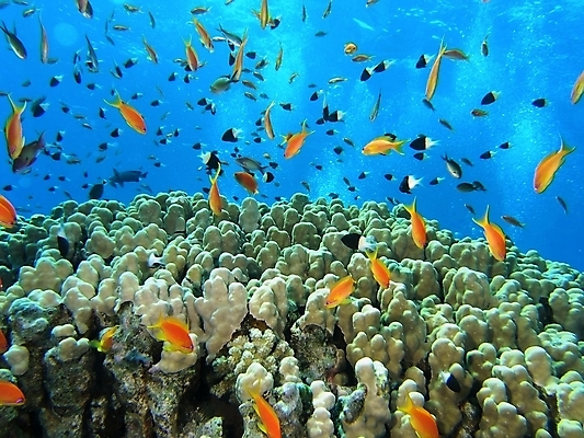 포토 JPG 해외이미지 식물 동물 야생동물 자연 표면 어류 사람없음 물 반사 수중 투명 스노클링 산호 다이빙 암초 동물상 해외202004 해외포토 자연요소 조형물 수영 수중동물 수상스포츠 자포동물 생태계 수중스포츠 파일형식 이미지허브