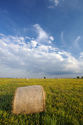 포토 JPG 해외이미지 구름 밭 농업 자연 하늘 풍경 사람없음 야외 여름 농작물 농장 수확 볏짚 뭉치 해외202004 해외포토 자연요소 계절 산업 짚 생태계 파일형식 이미지허브