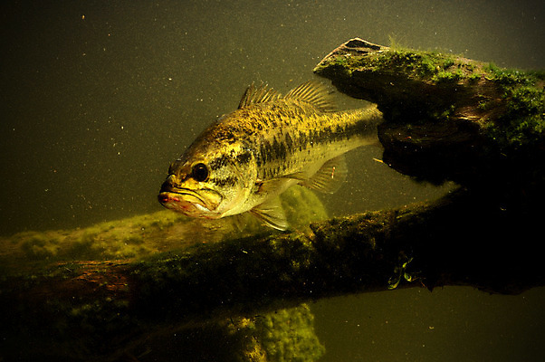 포토 JPG 해외이미지 호수 낚시 어류 사람없음 강 수중 수영 해조류 베이스 해외202004 해외포토 현악기 레저 수중동물 수상스포츠 해양식물 파일형식 이미지허브