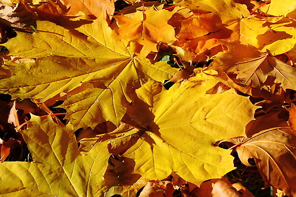 포토 JPG 해외이미지 나무 식물 계절 공원 백그라운드 단풍 잎 패턴 밭 오렌지 자연 따뜻함 잔디 사람없음 야외 장식 초록색 컬러풀 햇빛 노란색 환경 활발 덮개 가을 시골 변화 떨어짐 숲 11월 장면 10월 땅바닥 해외202004 해외포토 공공시설 컬러 컨셉 무늬 농업 과일 바닥 태양 뚜껑 날짜 생태계 파일형식 이미지허브