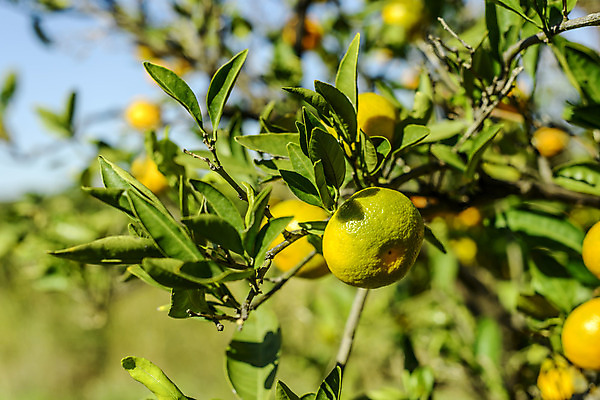 포토 JPG 해외이미지 나무 식물 계절 잎 오렌지 과일 자연 하늘 사람없음 야외 가로 열대과일 건강식 해외202004 해외포토 음식 생태계 파일형식 이미지허브