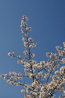 포토 JPG 해외이미지 식물 계절 꽃잎 꽃 백그라운드 잎 자연 하늘 새로움 풍경 사람없음 파란색 일본 봄 벚꽃 흰색 나뭇가지 신선 개화 체리 닫기 부드러움 꽃수술 불가리아 생태학 해외202004 해외포토 나무 교육 아시아 컬러 컨셉 과일 모션 감각 생태계 파일형식 남유럽 이미지허브