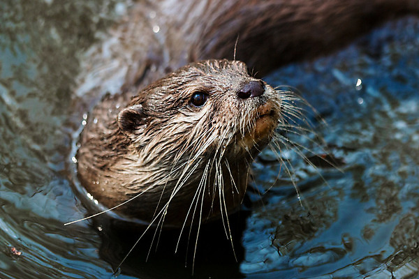 포토 JPG 해외이미지 동물 유럽 호수 얼굴 야생동물 바다 장난 포유류 자연 놀이 수염 털 관리 동양인 사람없음 물 강 갈색 젖음 추위 오픈 입 치아 작음 호기심 육식동물 스코틀랜드 해외202004 해외포토 자연요소 감정 나라 컬러 컨셉 영국 인종 신체부위 소화기관 크기 생태계 파일형식 이미지허브