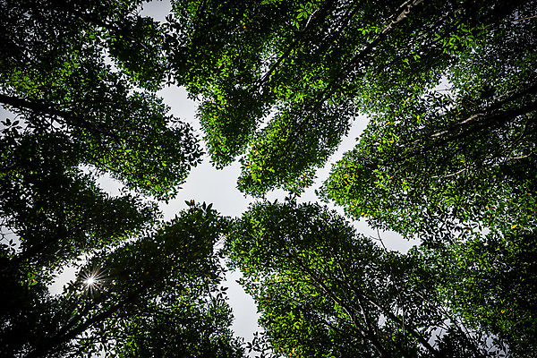 포토 JPG 해외이미지 나무 식물 계절 공원 줄기 잎 태국 자연 그림자 사람없음 야외 목재 초록색 환경 덮개 나뭇가지 확대 숲 큼 그늘 관목 내추럴 해외202004 해외포토 공공시설 아시아 컬러 재료 뚜껑 크기 생태계 파일형식 이미지허브