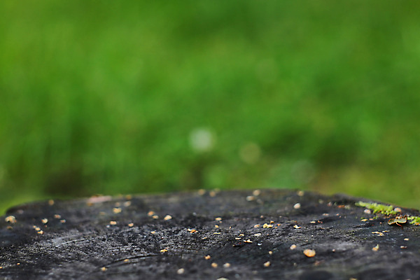 포토 JPG 해외이미지 나무 백그라운드 패턴 자연 표면 사람없음 목재 초록색 숲 자르기 묘사 질감 통나무 내추럴 그런지 수목 옛날 카피스페이스 해외202004 해외포토 식물 컬러 무늬 재료 모션 공백 생태계 파일형식 이미지허브