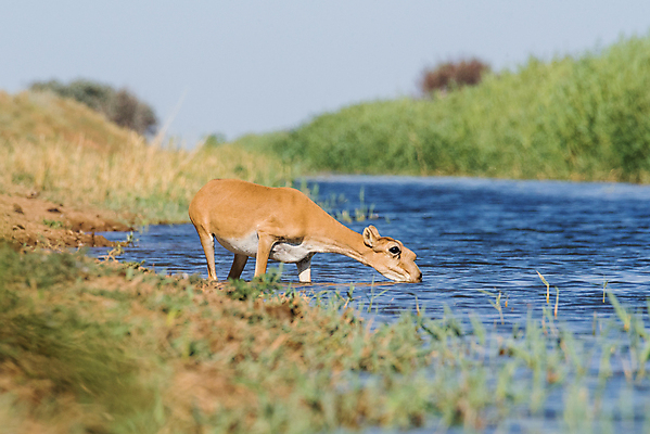 포토 JPG 해외이미지 동물 야생동물 어린이 포유류 자연 아침 수영장 뿔 풍경 사람없음 반사 일출 수영 일몰 뜨거움 군중 갈증 러시아 영양 가뭄 러시아인 해외202004 해외포토 주간 서양인 유럽 날씨 사람 노을 수상스포츠 생태계 파일형식 이미지허브