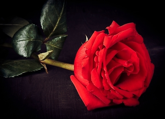 포토 JPG 해외이미지 디자인 커플 꽃 꽃다발 결혼 백그라운드 잎 꽃무늬 패턴 자연 프레임 발렌타인데이 사랑 미술 사람없음 목재 빨간색 장미 파티 검은색 축제 봄 물방울 축하 인사 신용카드 생일 초대 고립 옛날 스타일 카피스페이스 해외202004 해외포토 나무 식물 계절 기념일 감정 컬러 컨셉 무늬 재료 관계 데이이벤트 문화예술 이벤트 금융 공백 예절 생태계 파일형식 이미지허브