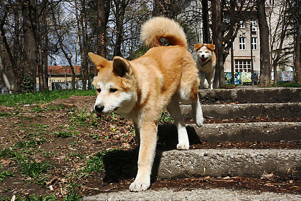 포토 JPG 해외이미지 주간 반려견 두마리 사람없음 야외 계단 산책 강아지 해외202004 내려오기 아키타견 해외포토 자연요소 2 모션 휴식 반려동물 개 파일형식 이미지허브