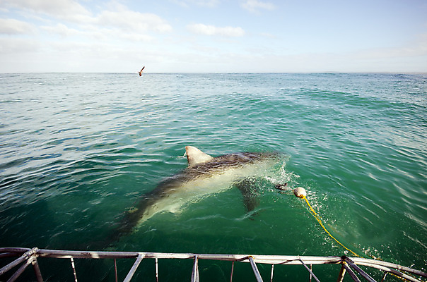 포토 JPG 해외이미지 동물 야생동물 스포츠 바다 여행 백그라운드 자연 어류 사람없음 야외 물 파란색 바닷속 수중 산호 위험 다이빙 육식동물 암초 깊이 남아프리카 케이프타운 해외202004 해외포토 자연요소 컬러 컨셉 아프리카 수영 수중동물 자포동물 생태계 남아프리카공화국 수중스포츠 파일형식 이미지허브
