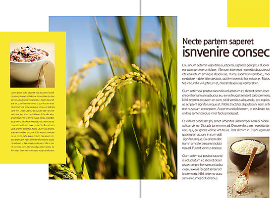 템플릿 편집 표지디자인 북디자인 출판디자인 내지 음식 리플렛 북커버 팜플렛 사람없음 벼 쌀 가을 밥그릇 나무숟가락 잡곡밥 이미지템플릿 AI파일 그릇 계절 밥 곡류 숟가락 파일형식 벡터