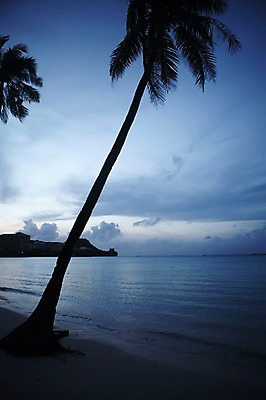 포토 JPG 주간 구름 해외 바다 하늘 풍경 해변 사람없음 야외 야자수 오세아니아 두그루 괌 흐림 국내포토 자연요소 나무 나라 2 날씨 파일형식