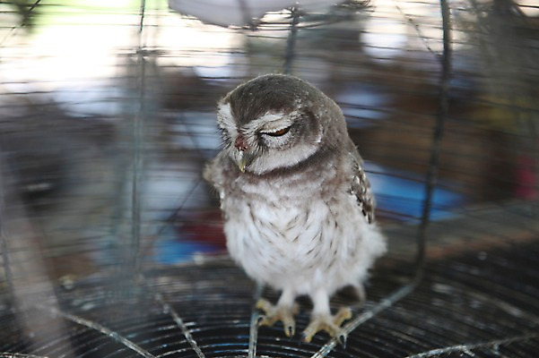포토 JPG 한마리 해외 아시아 사람없음 부엉이 새장 미얀마 바간 국내포토 1 나라 조류 케이지 파일형식